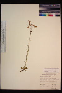 Penstemon rostriflorus image